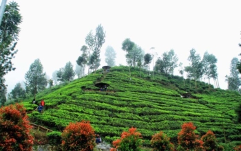 kebun teh blitar sirah kencong