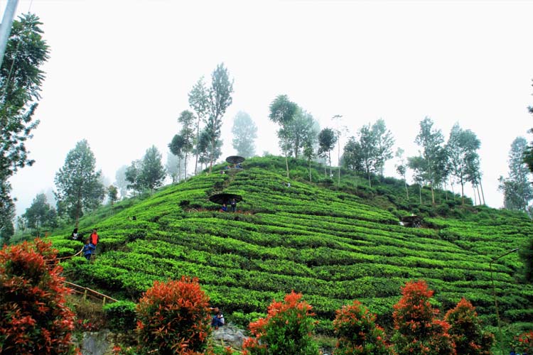 kebun teh blitar sirah kencong