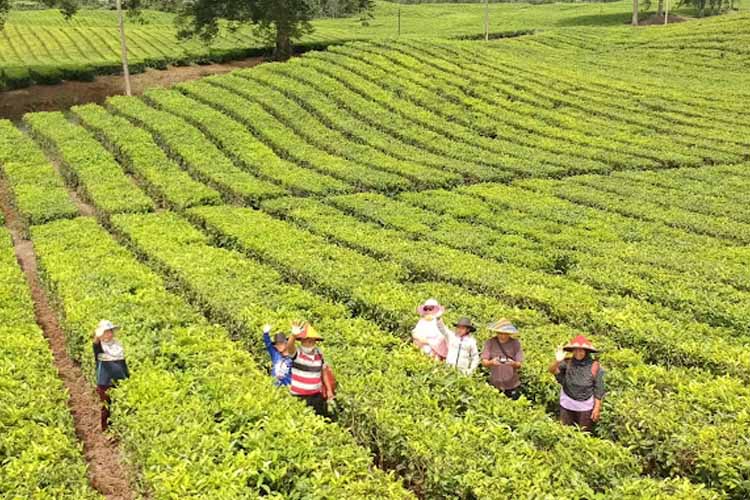 kebun teh sidamanik