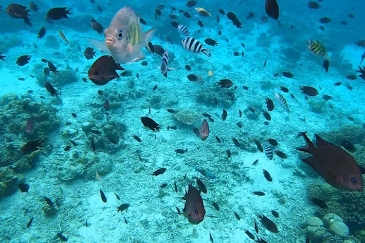 pulau kanawa foto