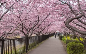 taman sakura bogor