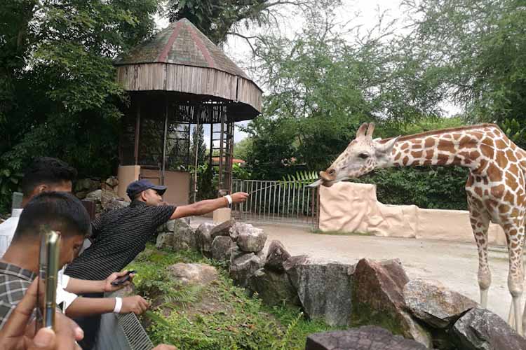 zoo negara kuala lumpur