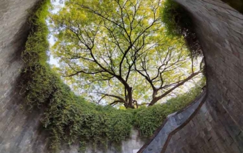 spot foto di singapura Fort Canning Tree Tunnel