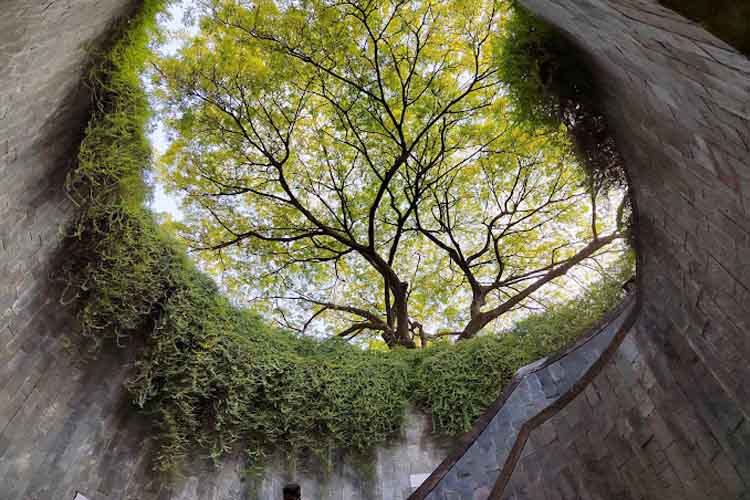 spot foto di singapura Fort Canning Tree Tunnel