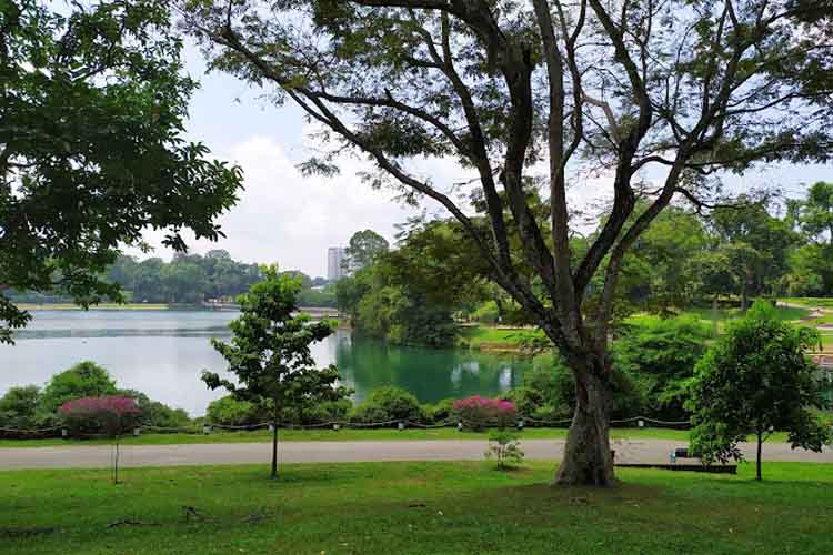 spot foto di singapura MacRitchie Treetop Walk