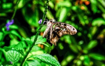 bali butterfly park tabanan