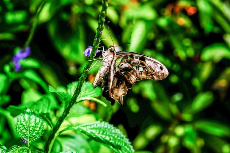 bali butterfly park tabanan