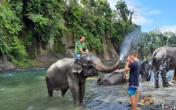 paket tour tangkahan 1 hari