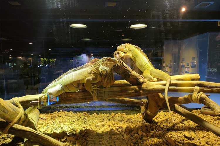 wisata phuket thailand Phuket Aquarium