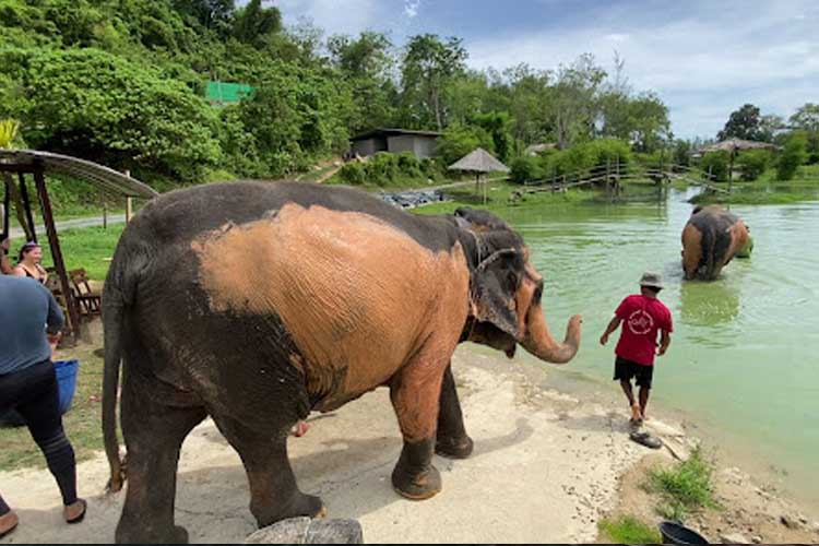 wisata phuket thailand Phuket Elephant Care