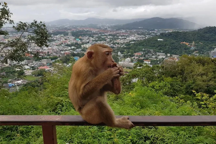wisata phuket thailand monkey hill