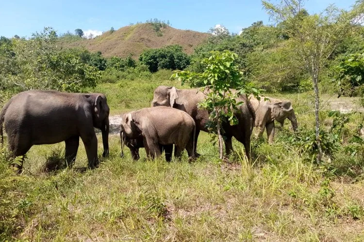 tempat wisata di padang sidempuan Barumun Wildlife Sanctuary