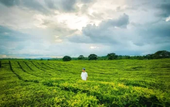 tempat wisata di siantar Kebun Teh Sidamanik