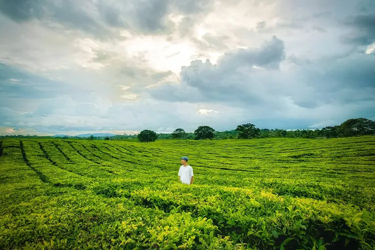 tempat wisata di siantar Kebun Teh Sidamanik
