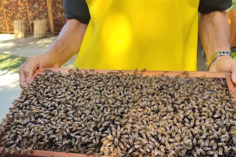 honey bee farm bangkok